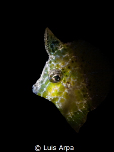Rudarius excelsius (diamond filefish) by Luis Arpa 